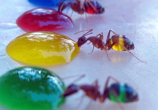 В Индии завелись цветные муравьи! Удивительные муравьи могут сами выбирать себе цвет.