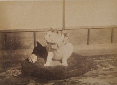 Самой старой кошкой на свете была Puss, из Англии, которая умерла в 1939 году через день после своего 36-ого дня рождения.