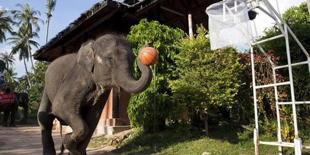 слон-баскетболист