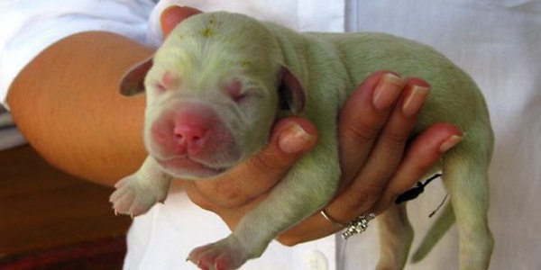 Зеленый щенок родился в Бразилии
