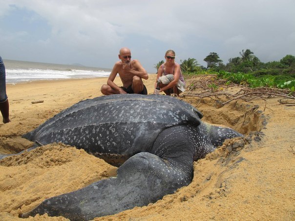 Одна из самых больших черепах в мире