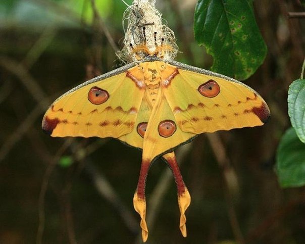 Эту ночную красавицу можно увидеть только на Мадагаскаре. Самую длинную бабочку в мире ещё называют бабочкой-кометой: из-за 14-сантиметрового раздвоенного «хвоста».