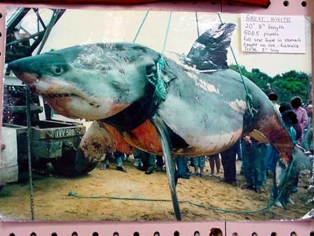 Самая большая акула в мире!