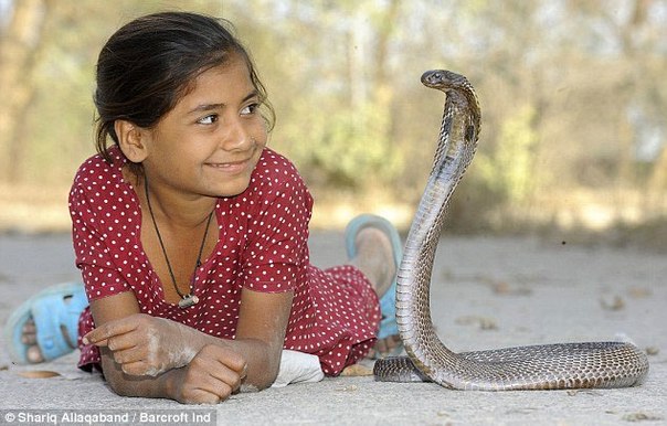 Лучшие друзья 8-летней девочки из Индии – это шесть королевских кобр.