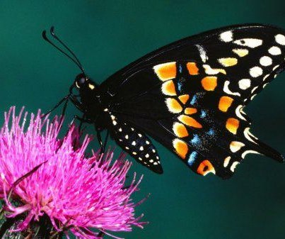 Самая крупная ночная бабочка в мире - Attacus Altas. Размах ее крыльев более 30 см. и ее часто ошибочно принимают за птицу.