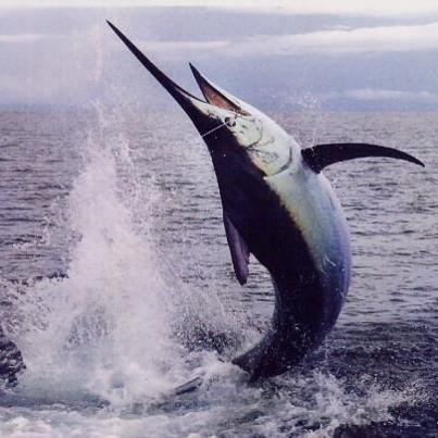 Самая быстрая рыба в мире Рыба-Меч, развивает скорость до 130 км/ч.