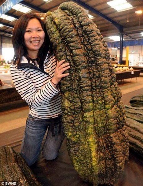 Этот кабачок весит 65 килограммов. Его вырастила Кен Дейд из Великобритании.