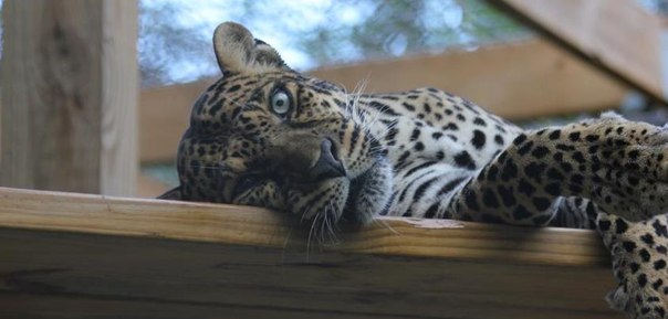 Знакомьтесь это Роксана (Roxy), ей 21 год 11 месяцев-старейший леопард живущий в неволе!