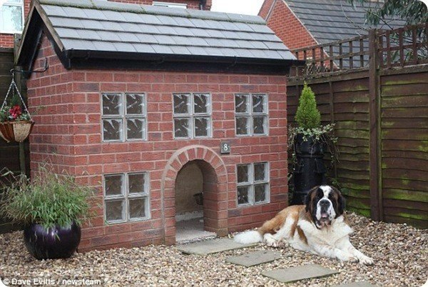 Большинство собак живут в будках из десятка старых досок, наспех сбитых ржавыми гвоздями. Но двухлетнему сенбернару Веллингтону повезло - его владелец 37-летний Джулиан Кайт сделал ему дом, как для самого себя.
