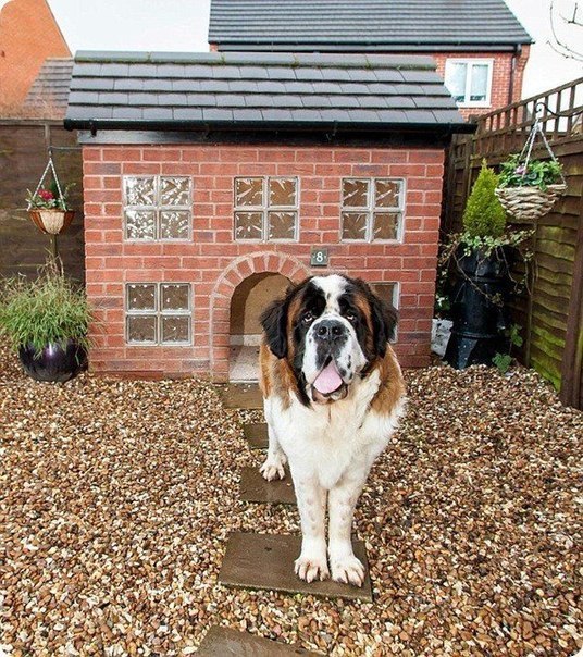 Большинство собак живут в будках из десятка старых досок, наспех сбитых ржавыми гвоздями. Но двухлетнему сенбернару Веллингтону повезло - его владелец 37-летний Джулиан Кайт сделал ему дом, как для самого себя.