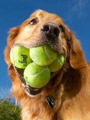 Мировой рекорд по самому большому количеству теннисных мячей поместившихся в рот собаки за один раз - пять.