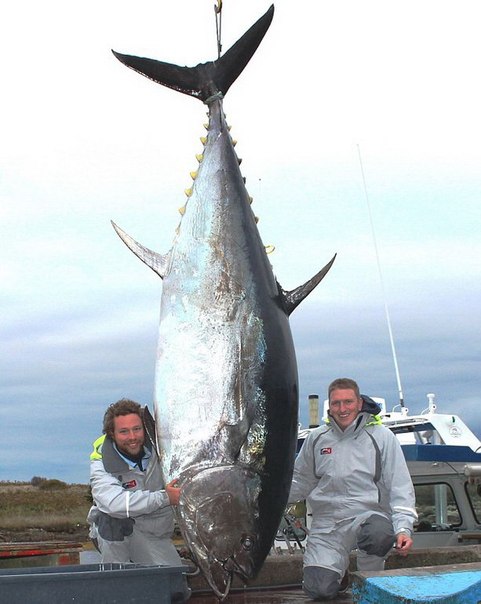 Самого большого тунца выловили у берегов Новой Шотландии.