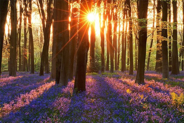 Колокольчики в лесу ранним утром, графство Хэмпшир, Англия