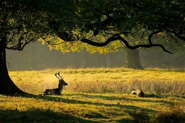 В Великобритании с приходом осени, когда дни становятся короче, а температуры ниже, стада оленей выходят из лесов, чтобы найти себе пропитание.