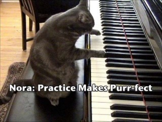 Кошка Нора играет на фортепиано джаз 