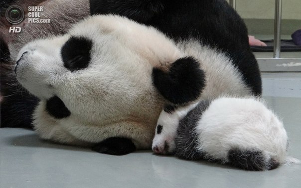 Воссоединение большой панды с малышом