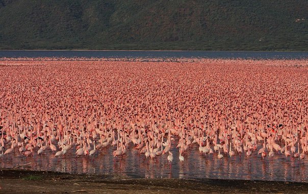 Миллионы розовых фламинго озера Накуру