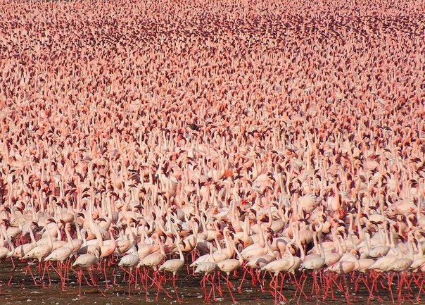Миллионы розовых фламинго озера Накуру