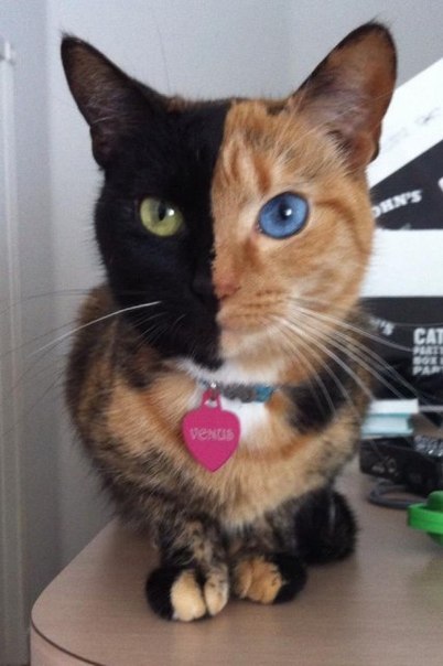 Удивительная двуликая кошка Кошка по кличке Венера (Venus) поистине удивительное создание, чудесная игра природы. Одна половина ее мордочки рыжая с голубым глазом, а другая чисто черная с оранжевым глазом. Биологи называют таких химерами, когда в одном организме соединены два и более генетических признака.