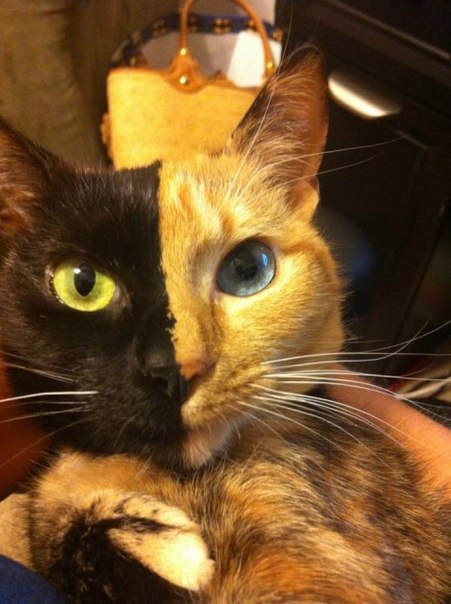 Удивительная двуликая кошка Кошка по кличке Венера (Venus) поистине удивительное создание, чудесная игра природы. Одна половина ее мордочки рыжая с голубым глазом, а другая чисто черная с оранжевым глазом. Биологи называют таких химерами, когда в одном организме соединены два и более генетических признака.