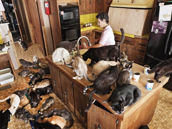 Самое большое количество кошек завела в своем доме калифорнийка Линеа Латтанцио. Сейчас у нее насчитывается более 700 котов. Женщина не страдает психическими отклонениями, просто ей нравится ухаживать за бездомными животными. Ютить у себя кошек Линеа начала еще в 1981 году.