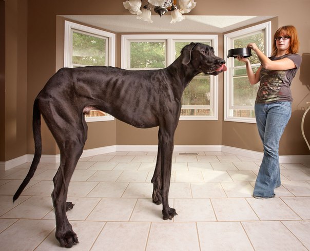 Дог из США попал в Книгу рекордов Гиннеса как самая высокая собака