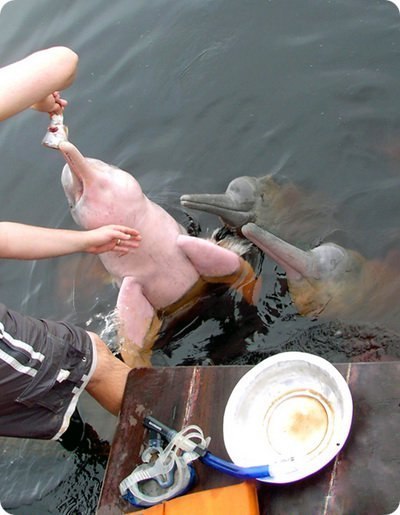 Розовый дельфин. Единственный в мире розовый дельфин-альбинос обнаружен в озере в штате Луизиана, США.