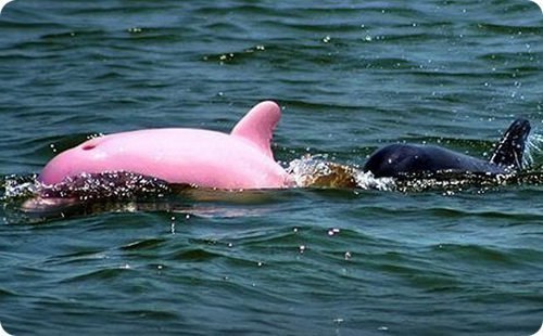 Розовый дельфин. Единственный в мире розовый дельфин-альбинос обнаружен в озере в штате Луизиана, США.