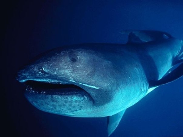 Редкая акула Megachasma pelagios.