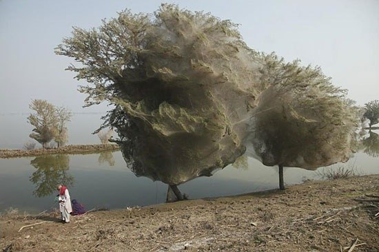 В Пакистане на деревьях «растёт» гигантская паутина.