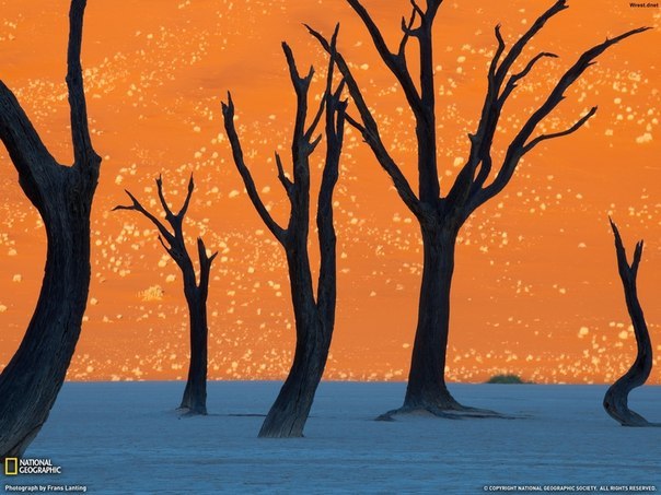 Глядя на эту картинку, многие думают, что это картина. На самом деле это фотография, сделанная в пустыне Намибии.
