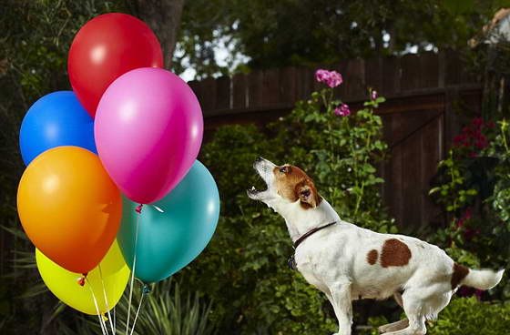 Терьер Джека Рассела Анастасия вошла в Книгу рекордов Гиннеса, как собака, которая быстрее других лопнула 100 воздушных шаров - за 44,49 секунды на телешоу в США.