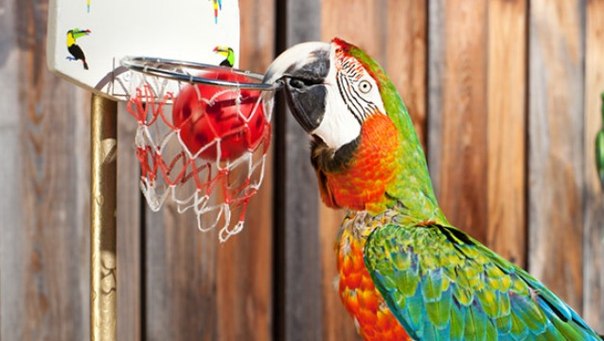 Наибольшее число бросков в корзину, сделанное попугаем