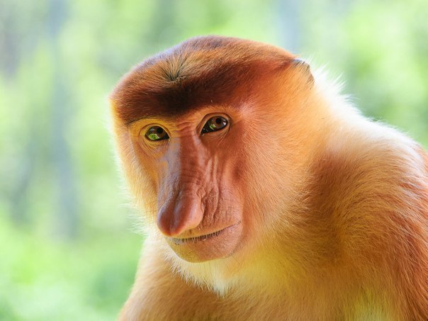 Носач — очень редкий и весьма необычный вид обезьян. Носачи относятся к семейству мартышковых, но из-за специфического внешнего вида выделены в отдельный род с единственным видом.
