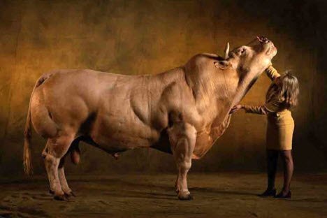 Самые мускулистые коровы выведены в Бельгии