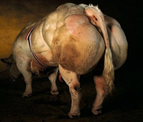 Самые мускулистые коровы выведены в Бельгии