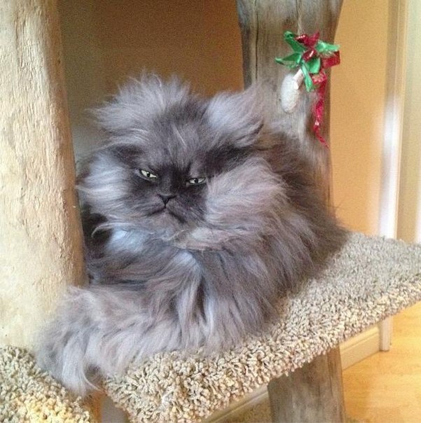 Полковник Мяу (Colonel Meow) - самый суровый в мире кот.