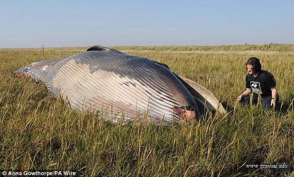 Недавно фермеры графства Йоркшир прямо в чистом поле обнаружили огромную и совершенно неожиданную находку - кита весом в 30 тонн. Самое интересно, что от места обнаружения до ближайшего водоема не менее 700 метров.
