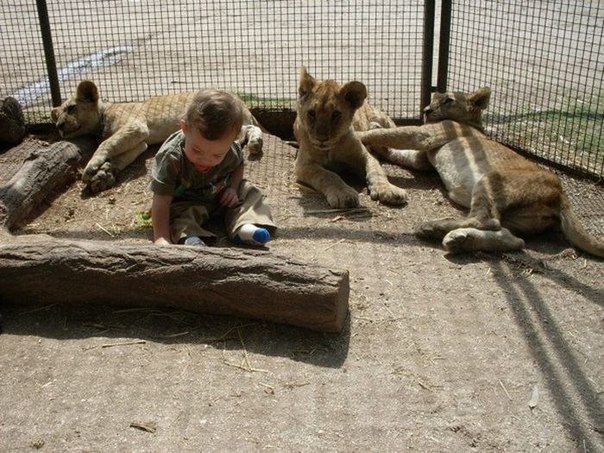 Необычный зоопарк в Аргентине