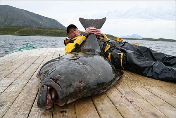 Пенсионер из Германии поймал в Исландии палтуса рекордных размеров весом 219 килограмм, из которого можно сделать тысячу ужинов!