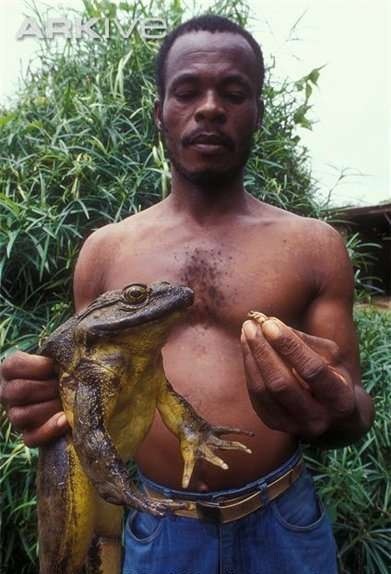 Лягушка-голиаф, обитающая в Камеруне и Экваториальной Гвинее, -самая большая лягушка в мире. Длина ее может достигать 35 см, а масса - 3 кг. При этом она не только не умеет квакать, но и вообще не может издавать никаких звуков.
