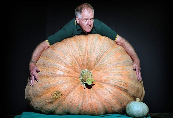 Гигантская тыква весом 392 кг. Эту великаншу вырастил Кен Райян, который стал победителем конкурса на самую большую тыкву.