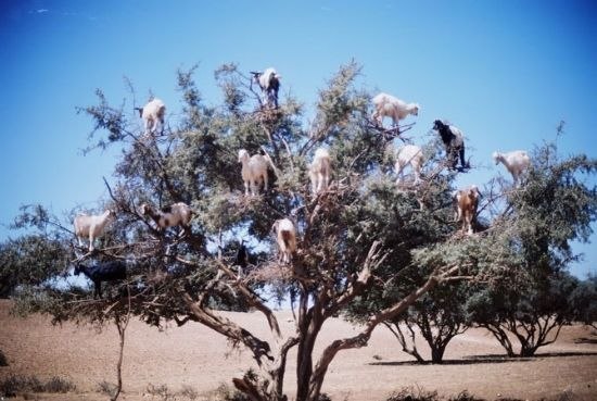Марокко – единственная в мире страна, где козы из-за нехватки травы взбираются на деревья и пасутся там целыми стадами.