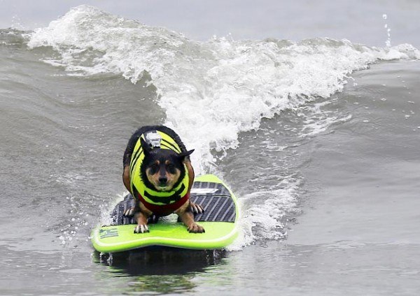 австралийский пес Эбби Юай установил рекорд, проплыв на доске для серфинга целых 60 метров.