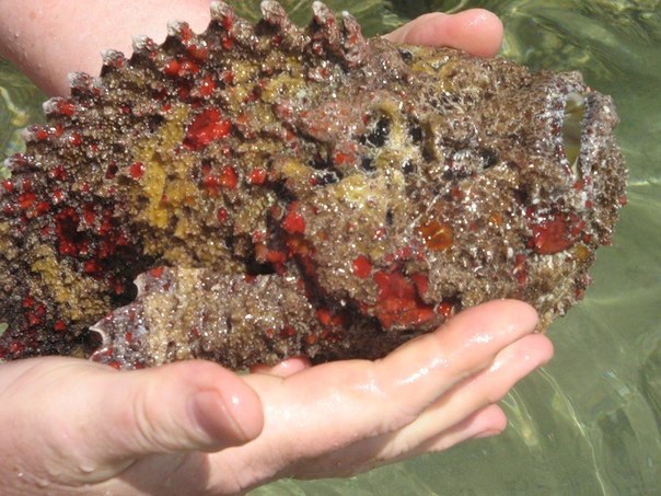 Бородавчатка или рыба – камень. Самая ядовитая рыба в мире. Имеет размеры 35 – 50 см, обитает в основном в южных морях и океанах, на дне возле коралловых рифов.