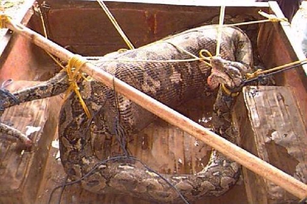 в Южной Африке, гигантский питон проглотил 21-летнего молодого человека – охотника на змей.