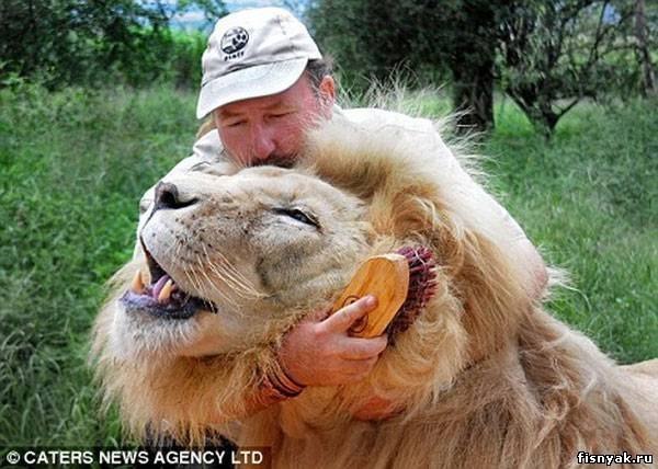 Британский 50-тилетний смотритель парка Алекс Ларенти спокойно потирает лапы огромного льва по кличке Jamu. Лев просто балдеет от удовольствия и ведет себя как обычный котенок.