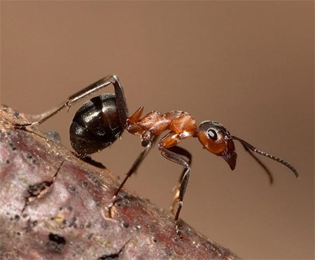 Невероятных факты из жизни насекомых