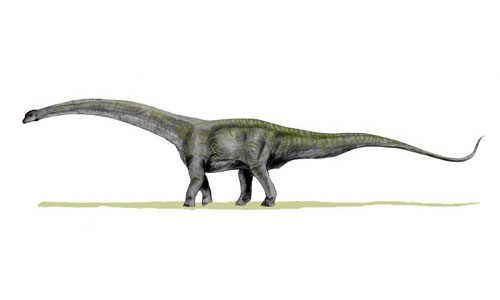 Самый большой динозавр в мире был найден в 2007 году в Аргентине. Травоядный 32-метровый динозавр (примерно 9 этажей) Futalognkosaurus dukei жил около 80 млн лет назад, во времена мелового периода. Его вес составлял 70-80 тонн.