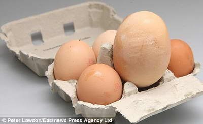Курица по кличке Гарриет поставила довольно интересный рекорд – снесла яйцо в 3 раза раза больше, чем обычное яйцо среднего размера.
